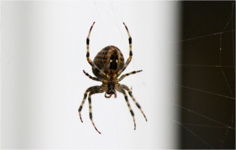 spider-image